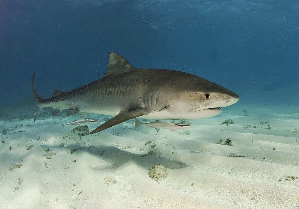 Shark Stewards Shark Buddies - Image 4