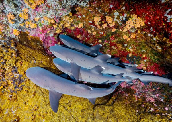 Four Grey Reef Sharks Snuggle Up