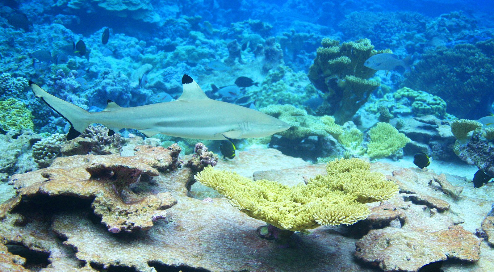 Blacktip Reefshark