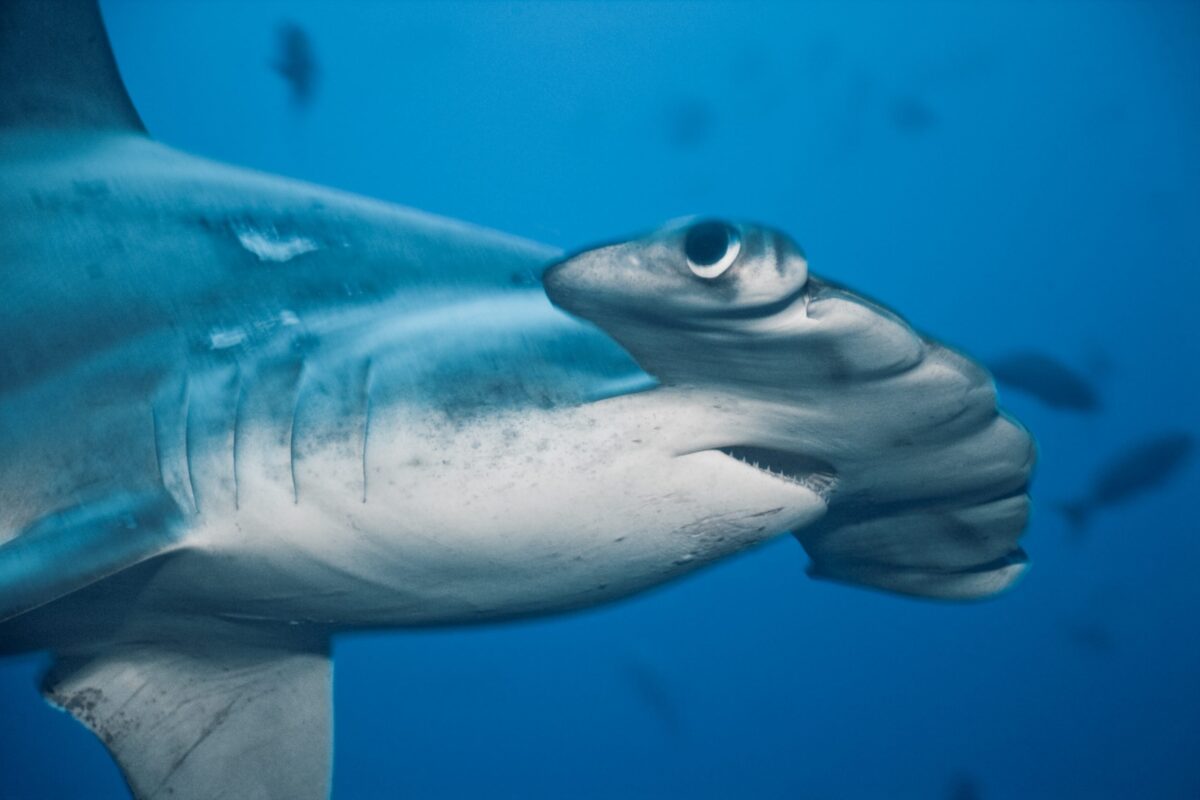 Hammerhead shark