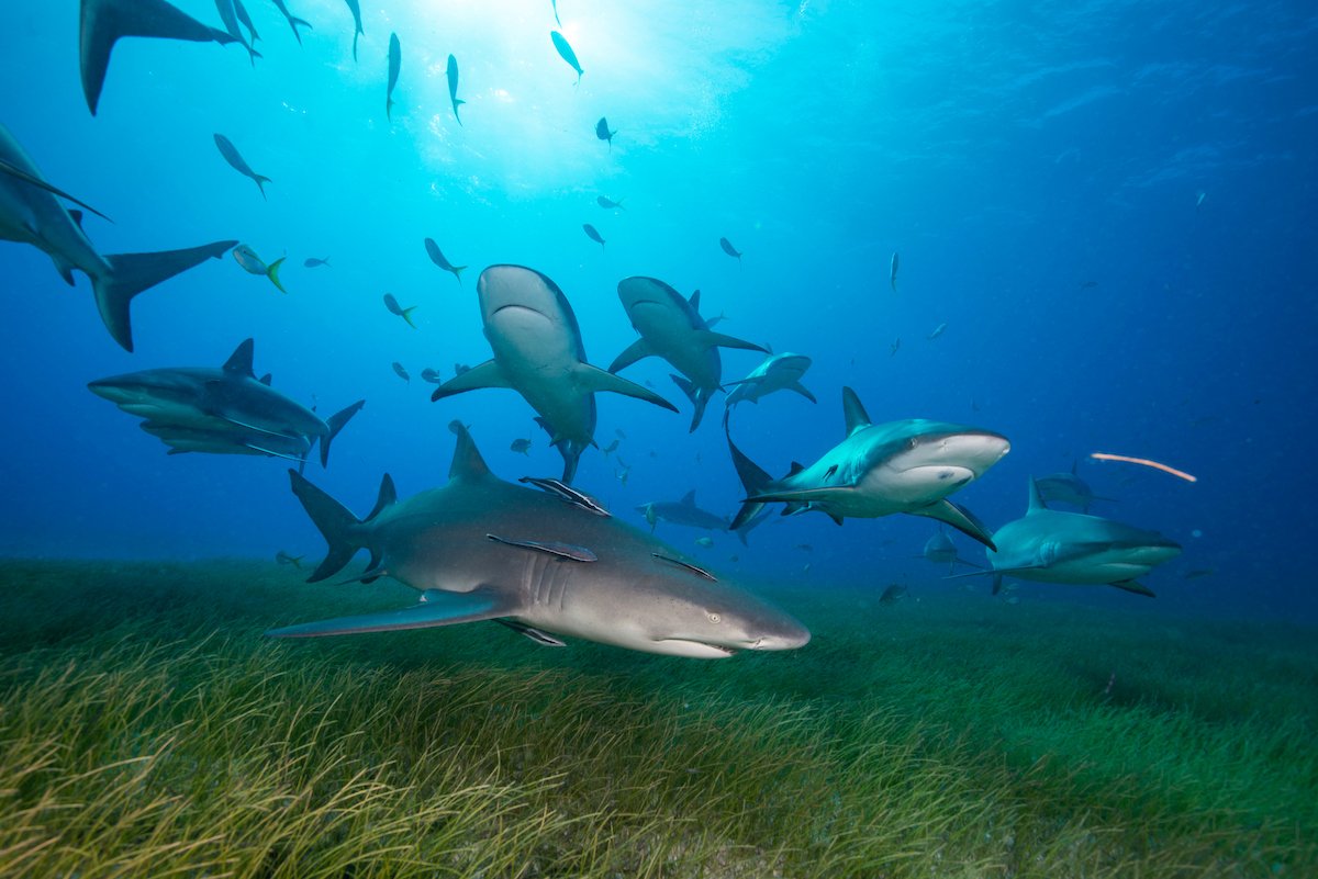 copyright www.scubazoo.com