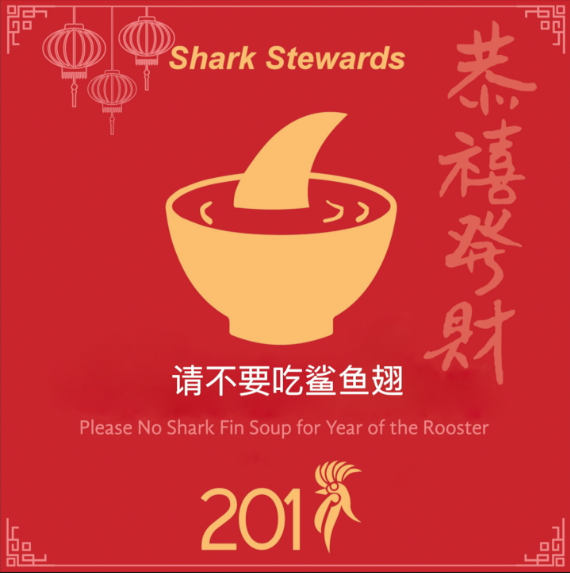 shark fin CNY