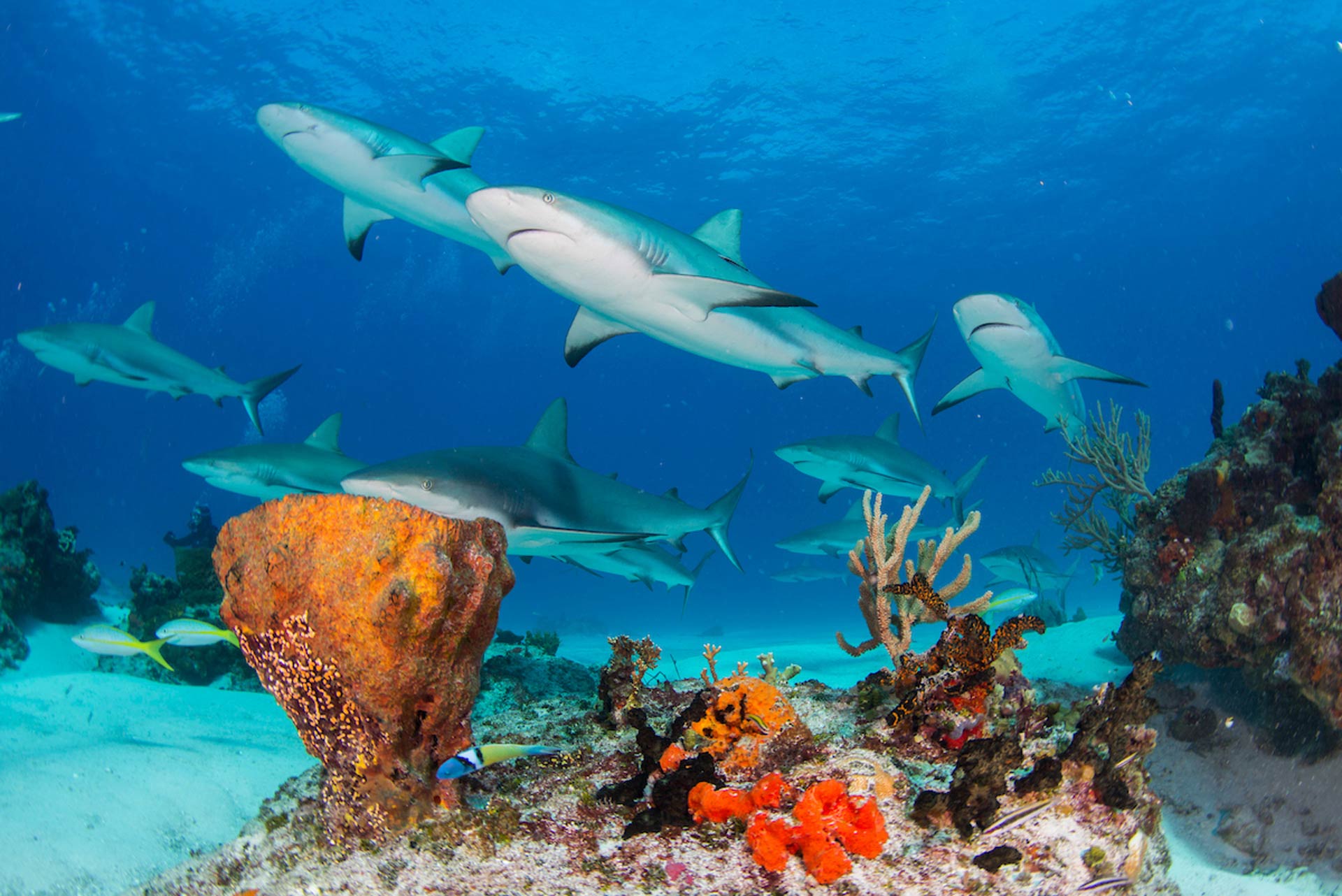Caribbean reef shark, Carcharhinus perezi, swimming over coral reef, Bahamas