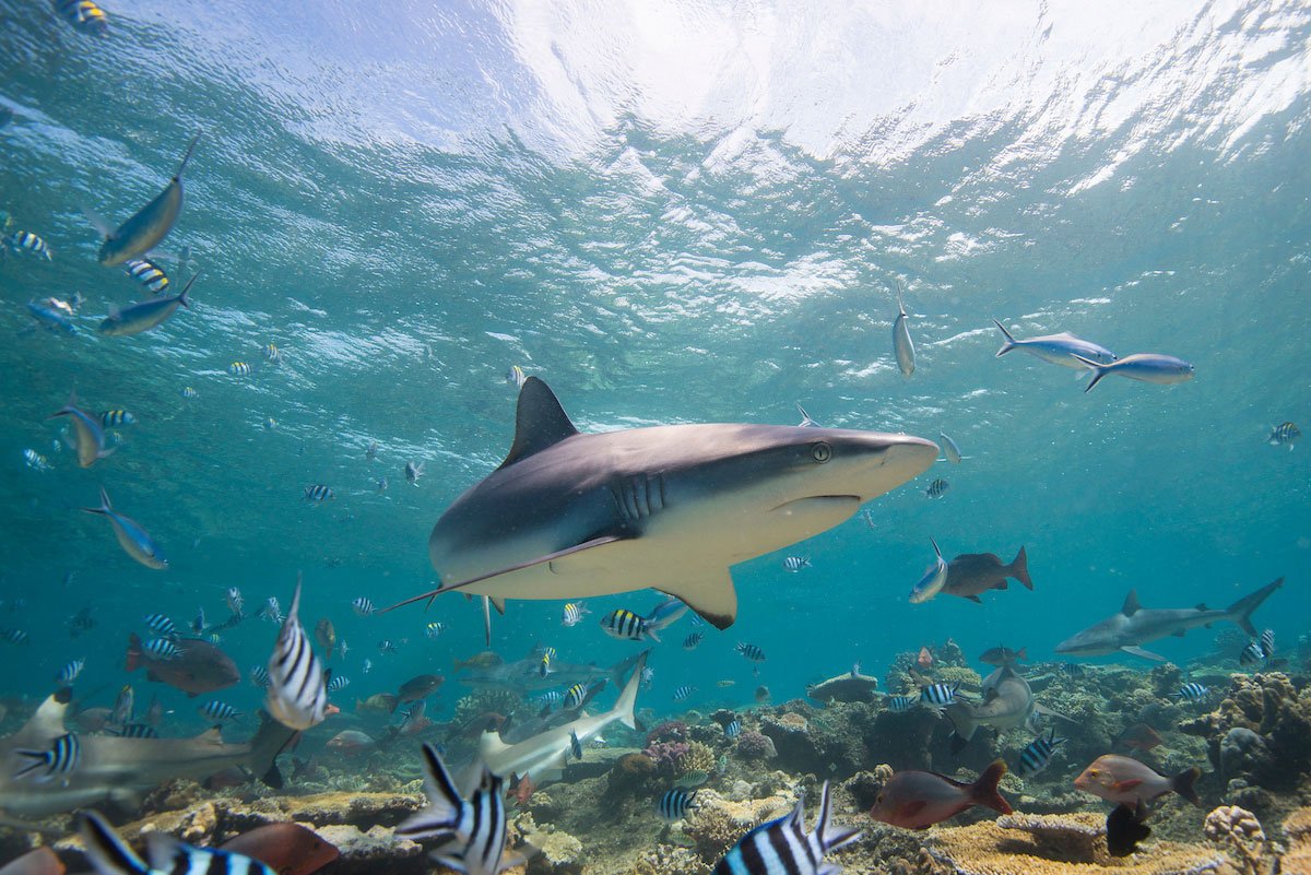 Juvenile Gray Reef Shark, Carcharhinus amblyrhynchos, Shark Reef, South Pacific, Fiji,
