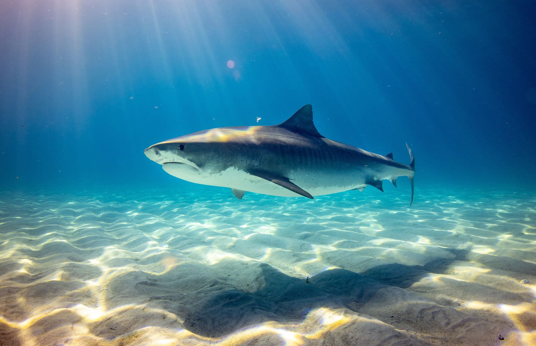 Tiger Shark