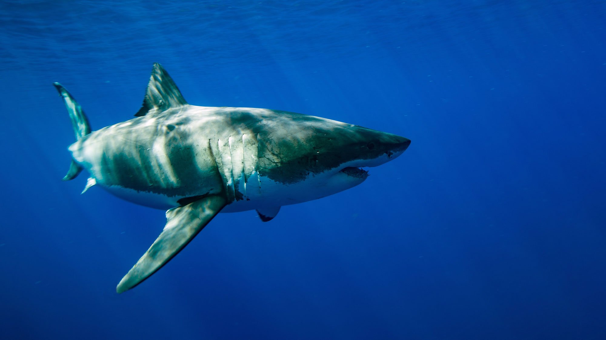 White Shark Free Swimming in the Blue