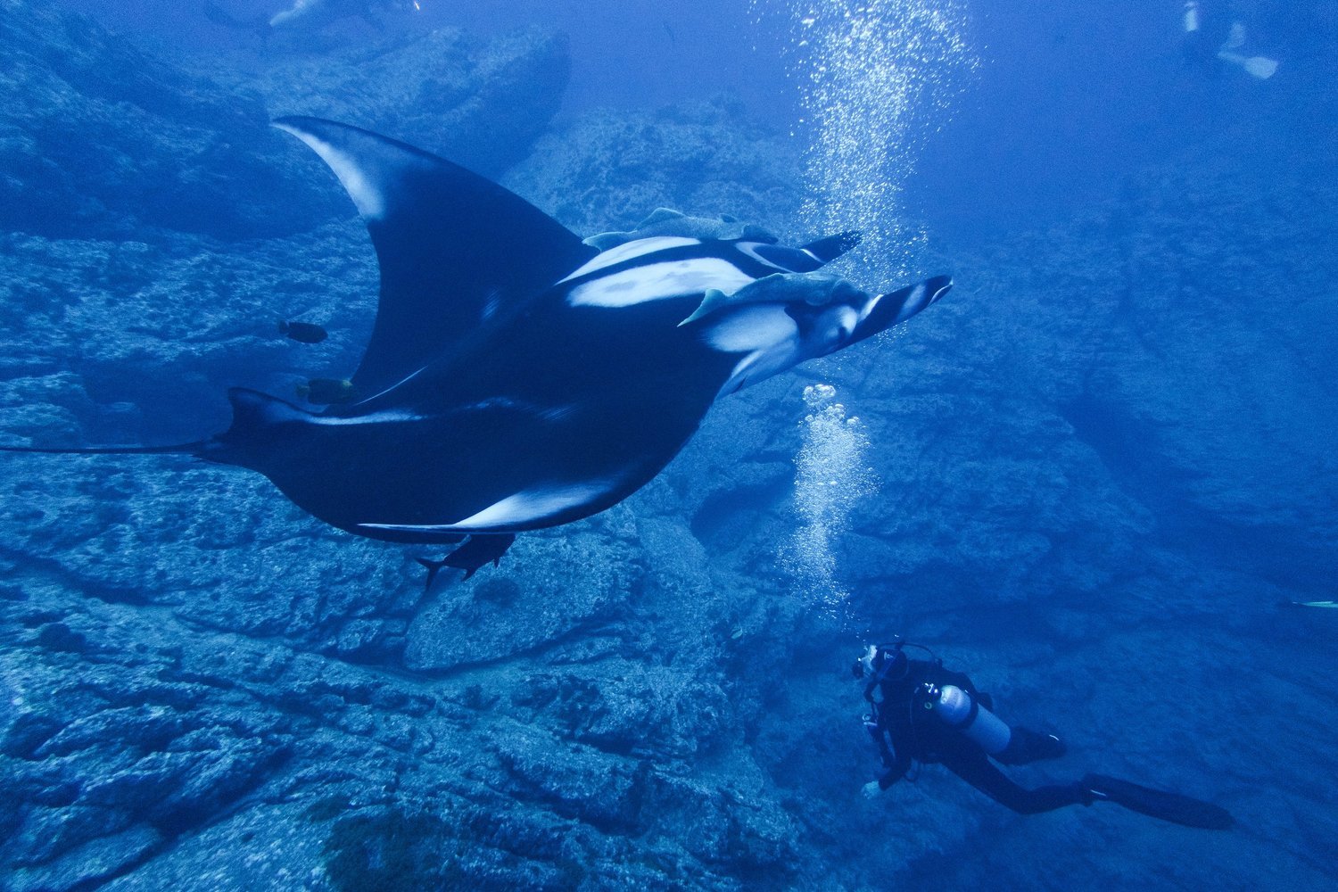 Manta