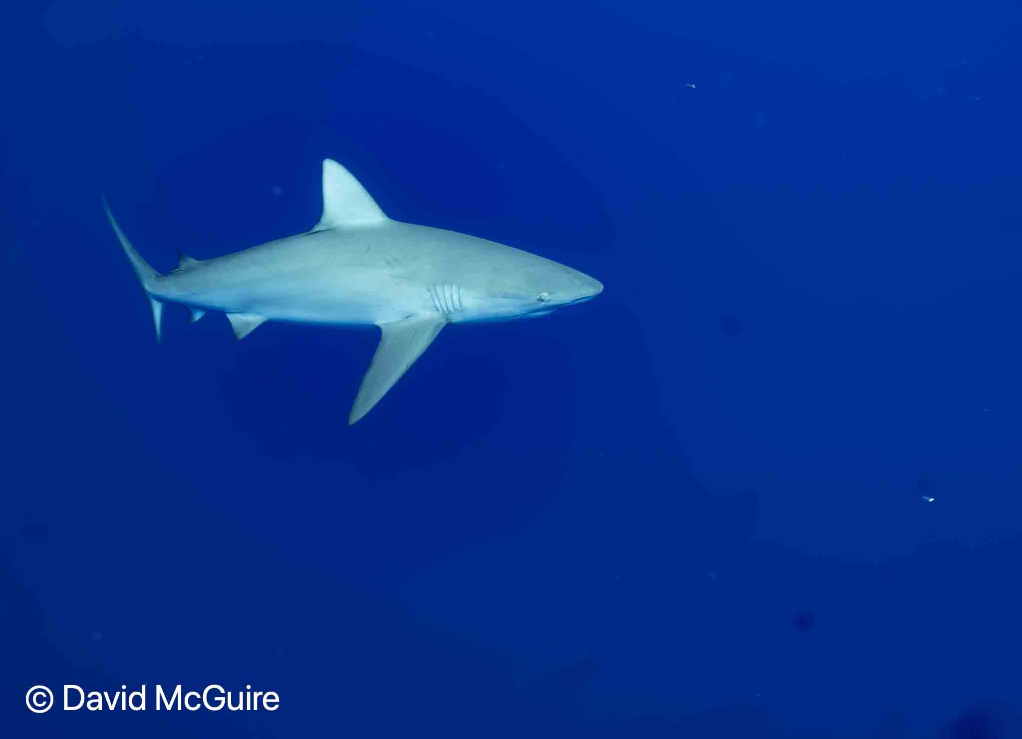 Galapagos Shark