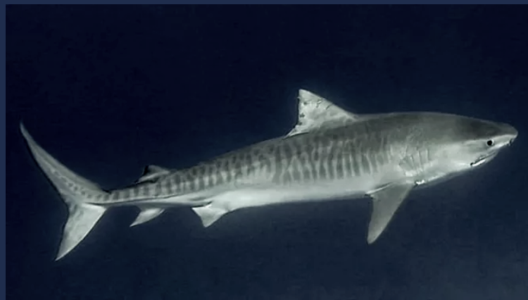 Screen Shot 2021 06 02 at 12.24.33 PM