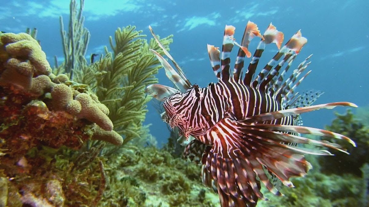 Lion fish