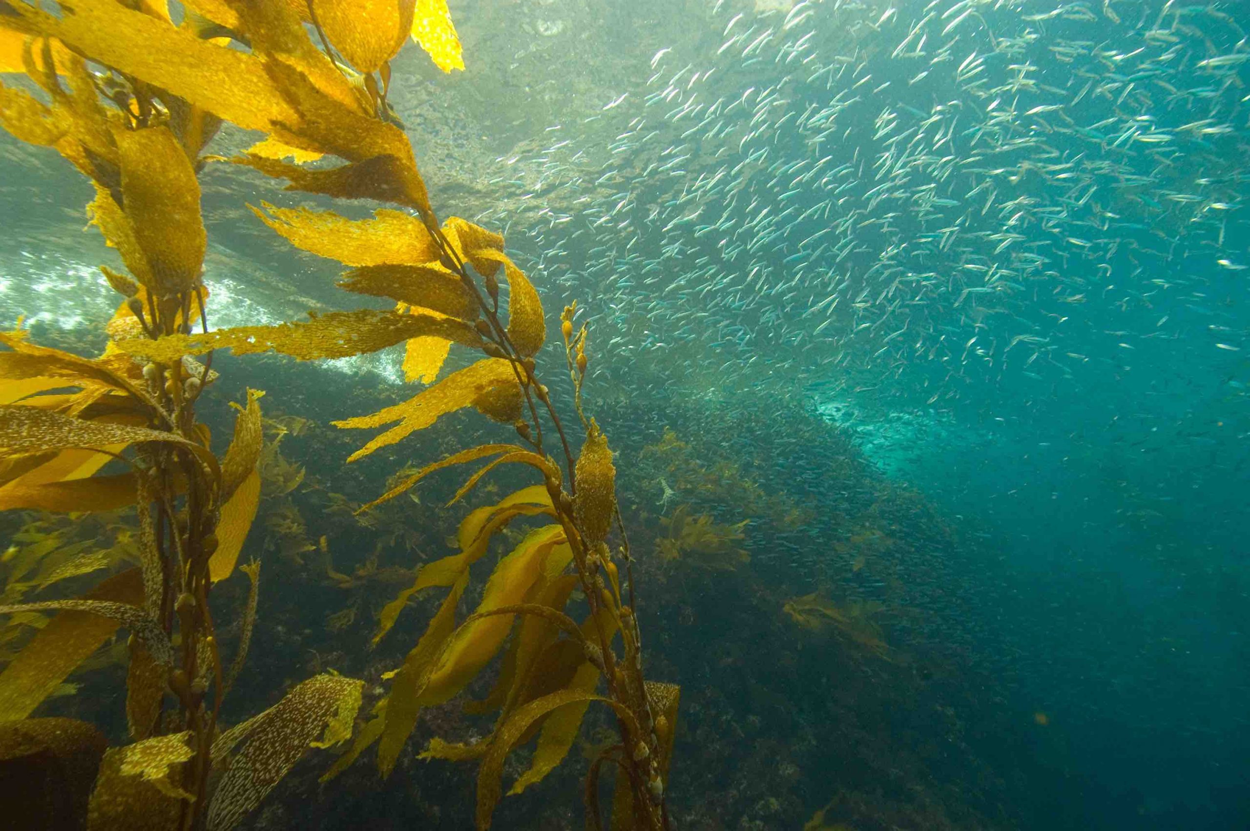 Kelp and sardines web