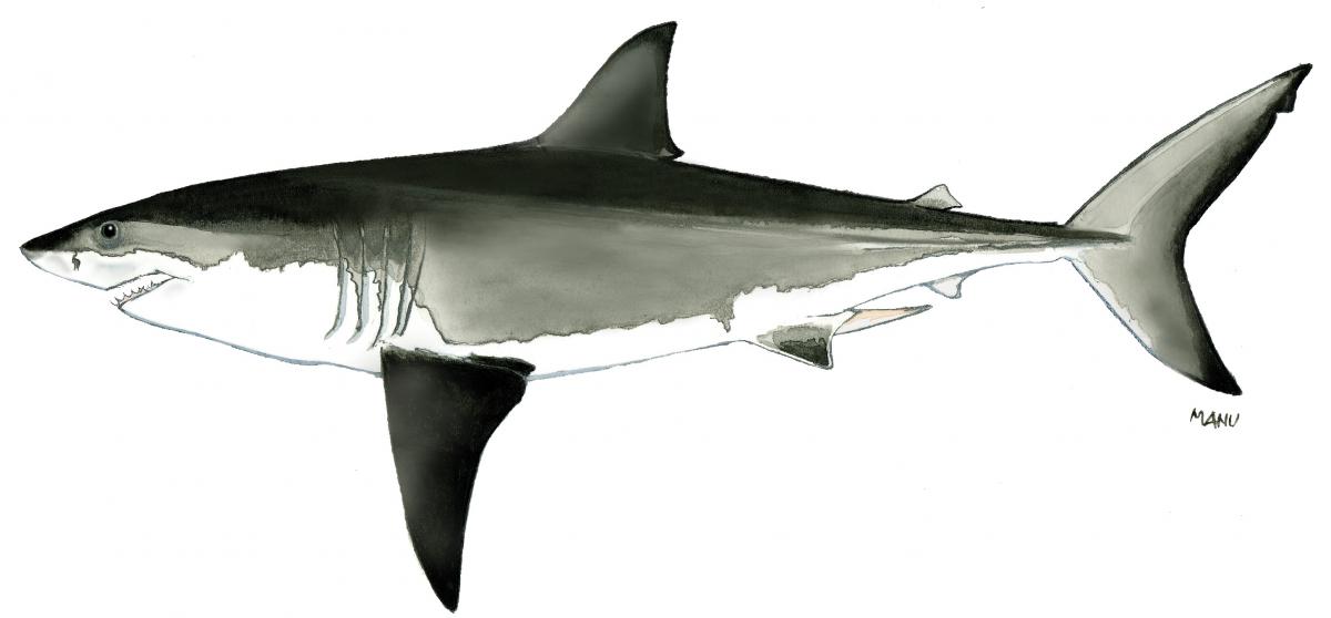 Carchadoron carchariasColourE.Dantoni