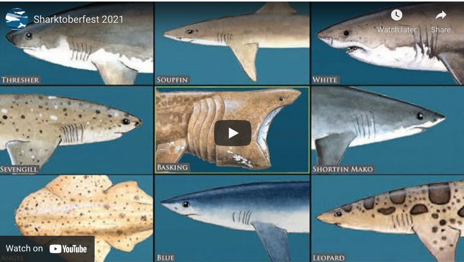 Screen Shot 2021 09 29 at 2.14.14 PM