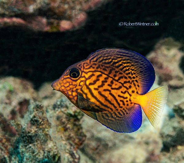 credit Snorkel Bob's