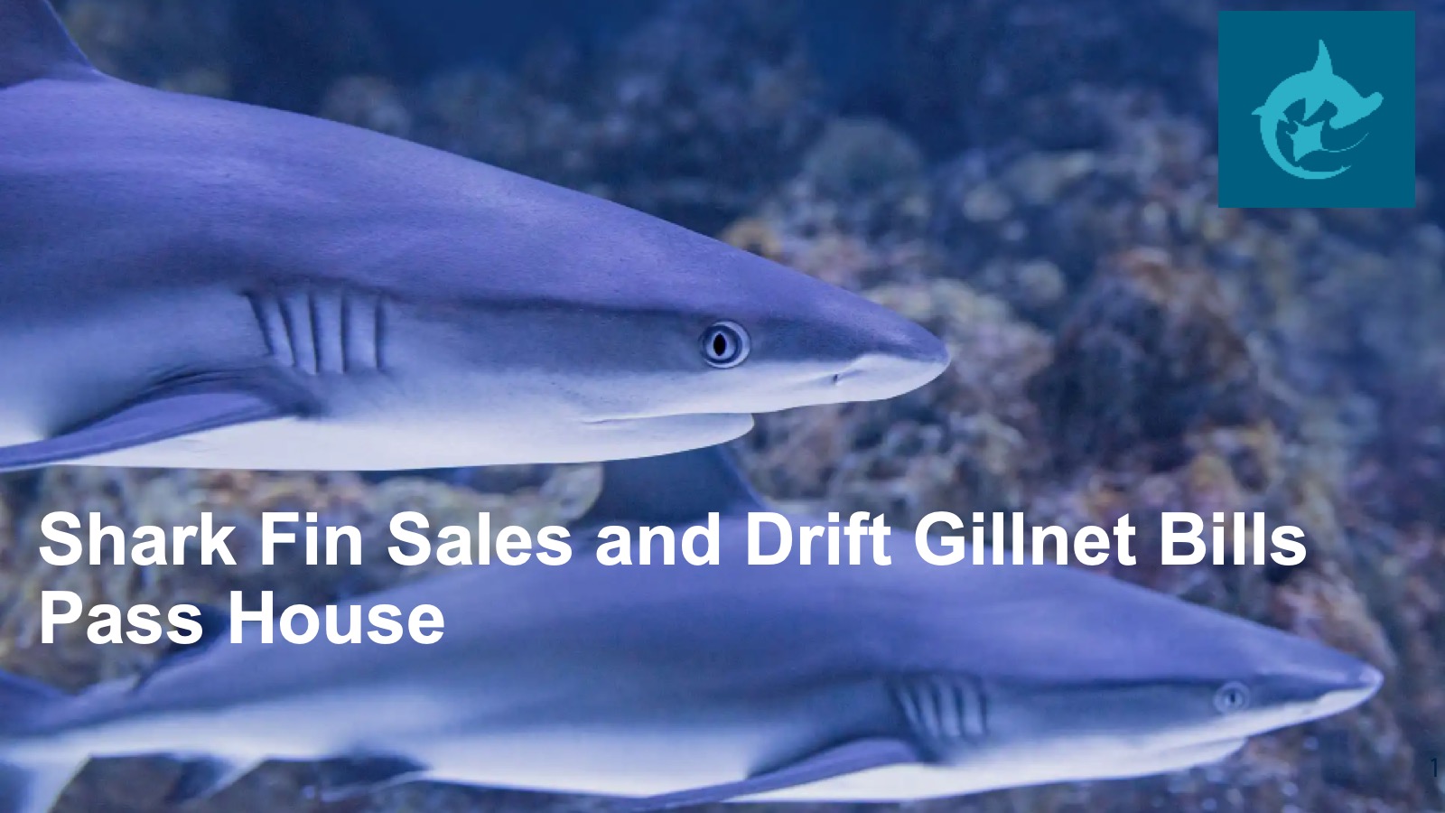 Shark Stewards - overview for donors (compressed)