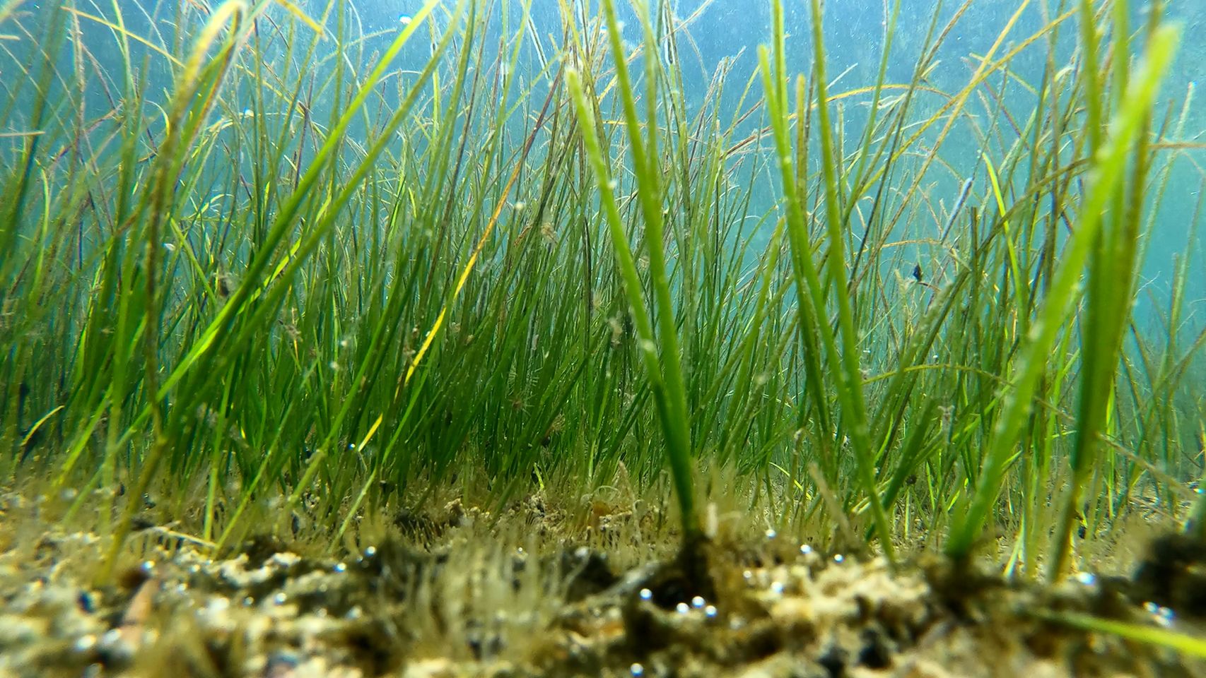 Seagrass
