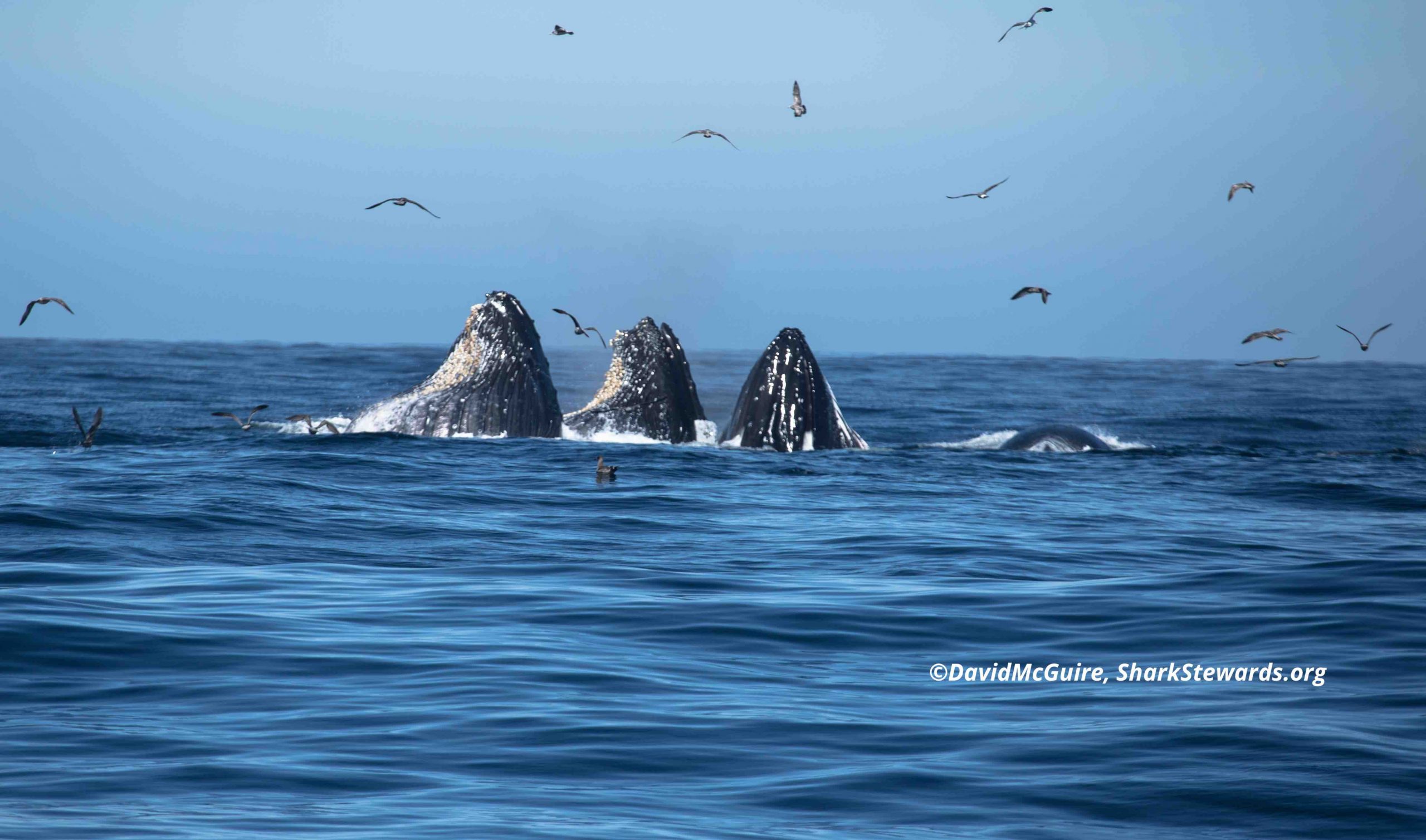 Humback Lungecopyrght