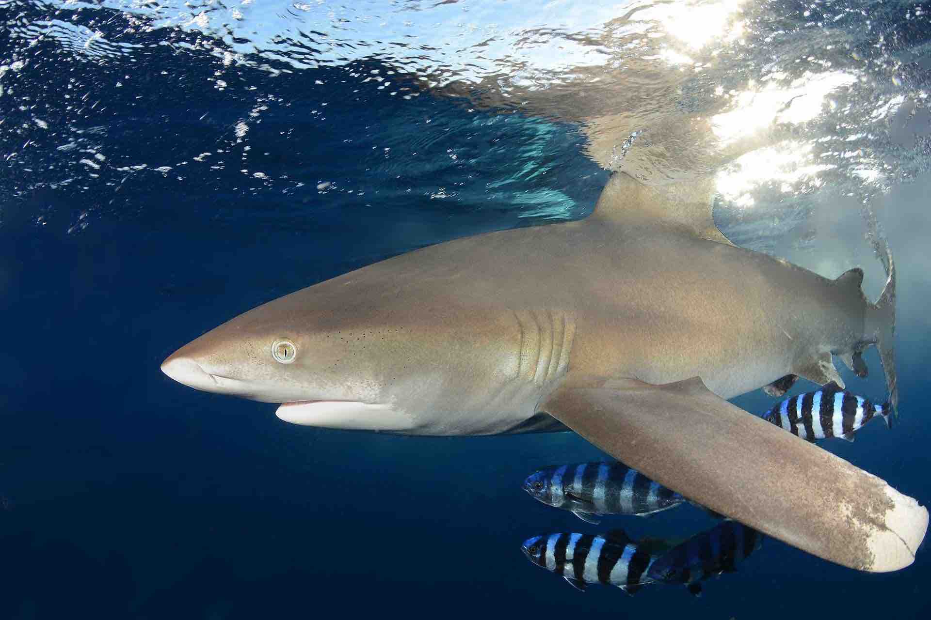 Oceanic Whitetip Small