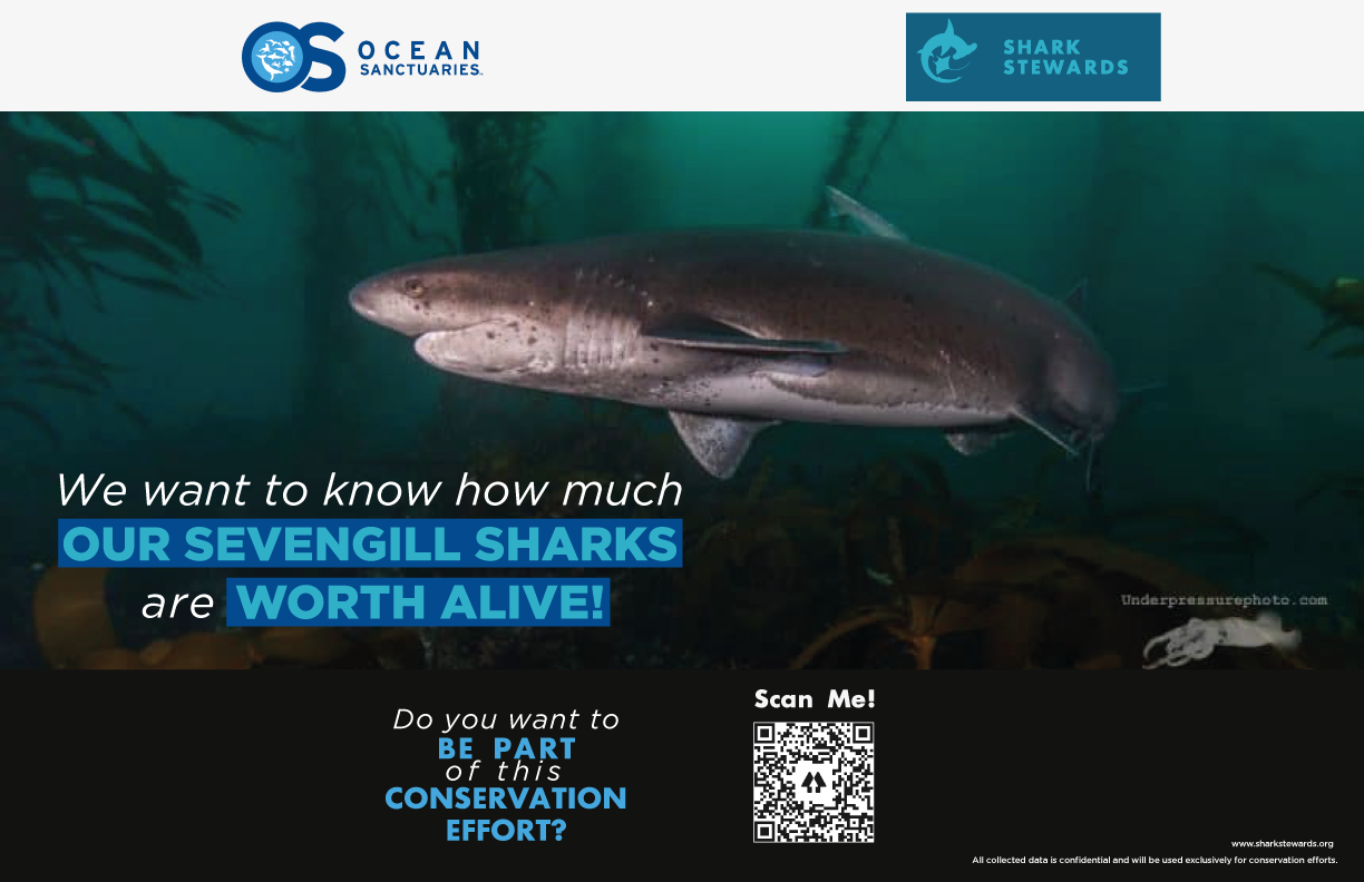 sevengill shark survey