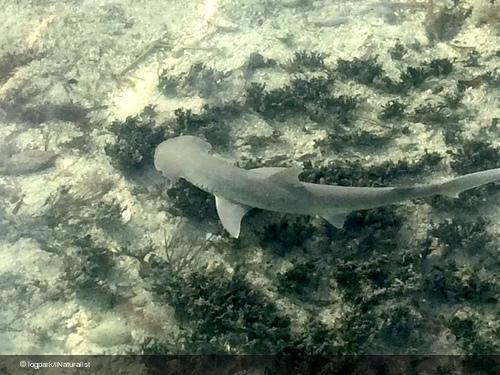 Bonnethead shark