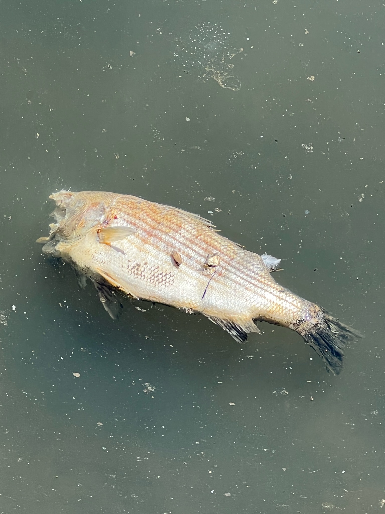 D732A802 F790 444A 971B 9572D7D77552