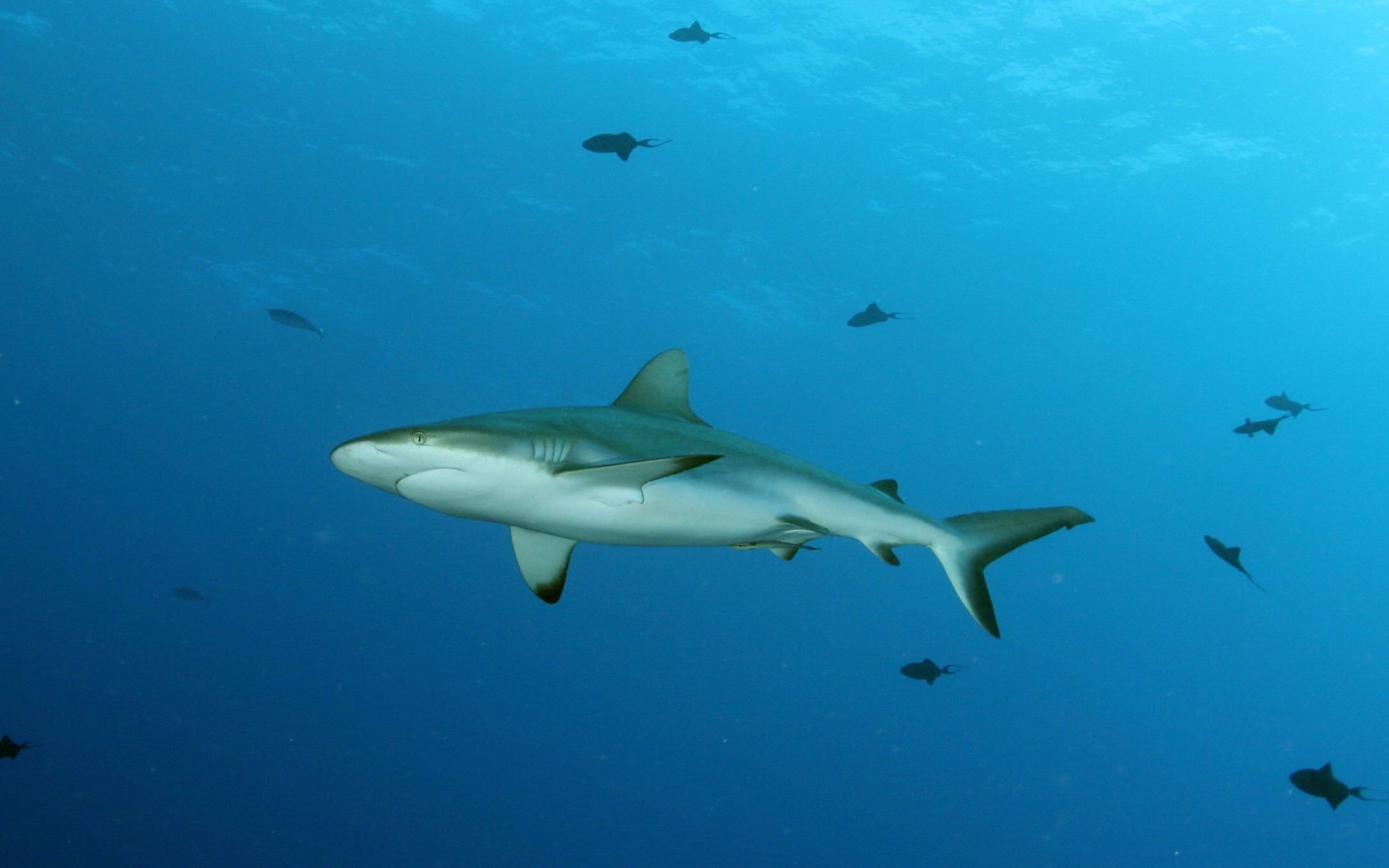 Grey Reef shark
