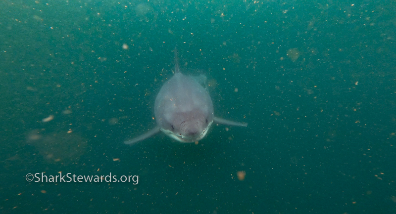 White Shark farallones