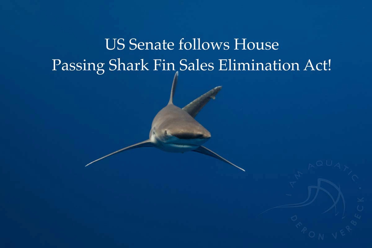 US Shark Fin Ban