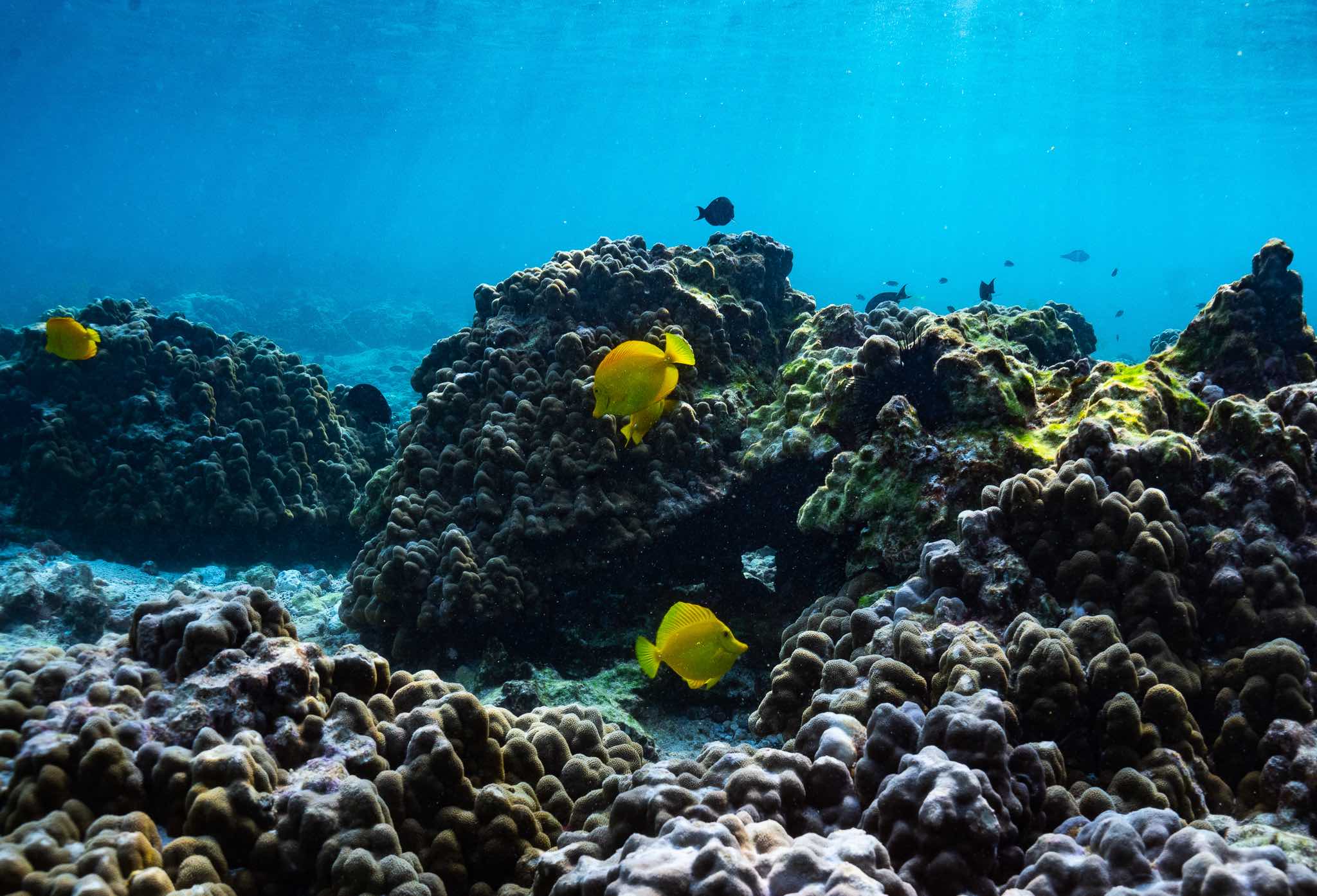 YellowTangs small CR