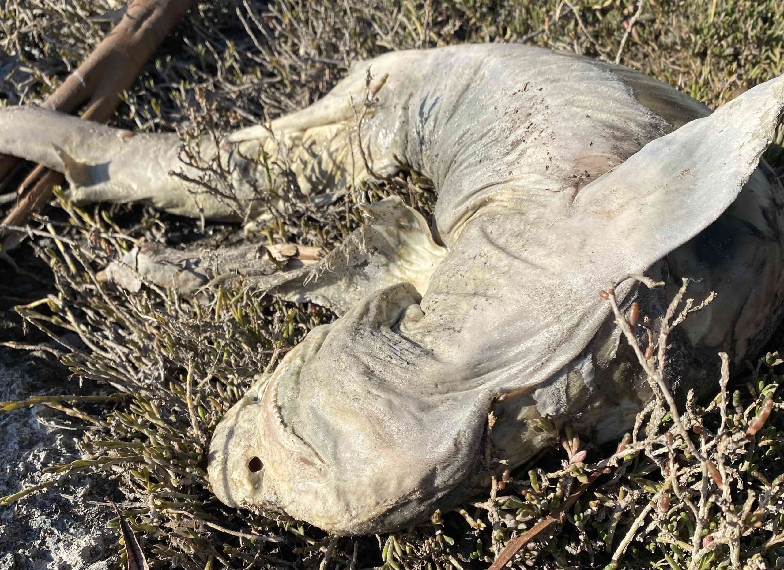 Dead male leopard shark