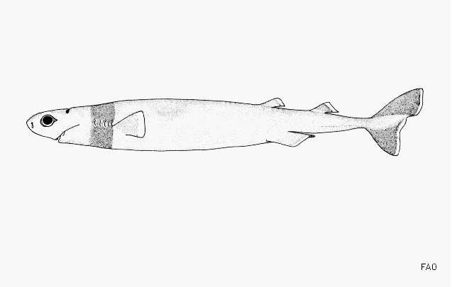 Cookiecutter Shark Drawing UN FAO
