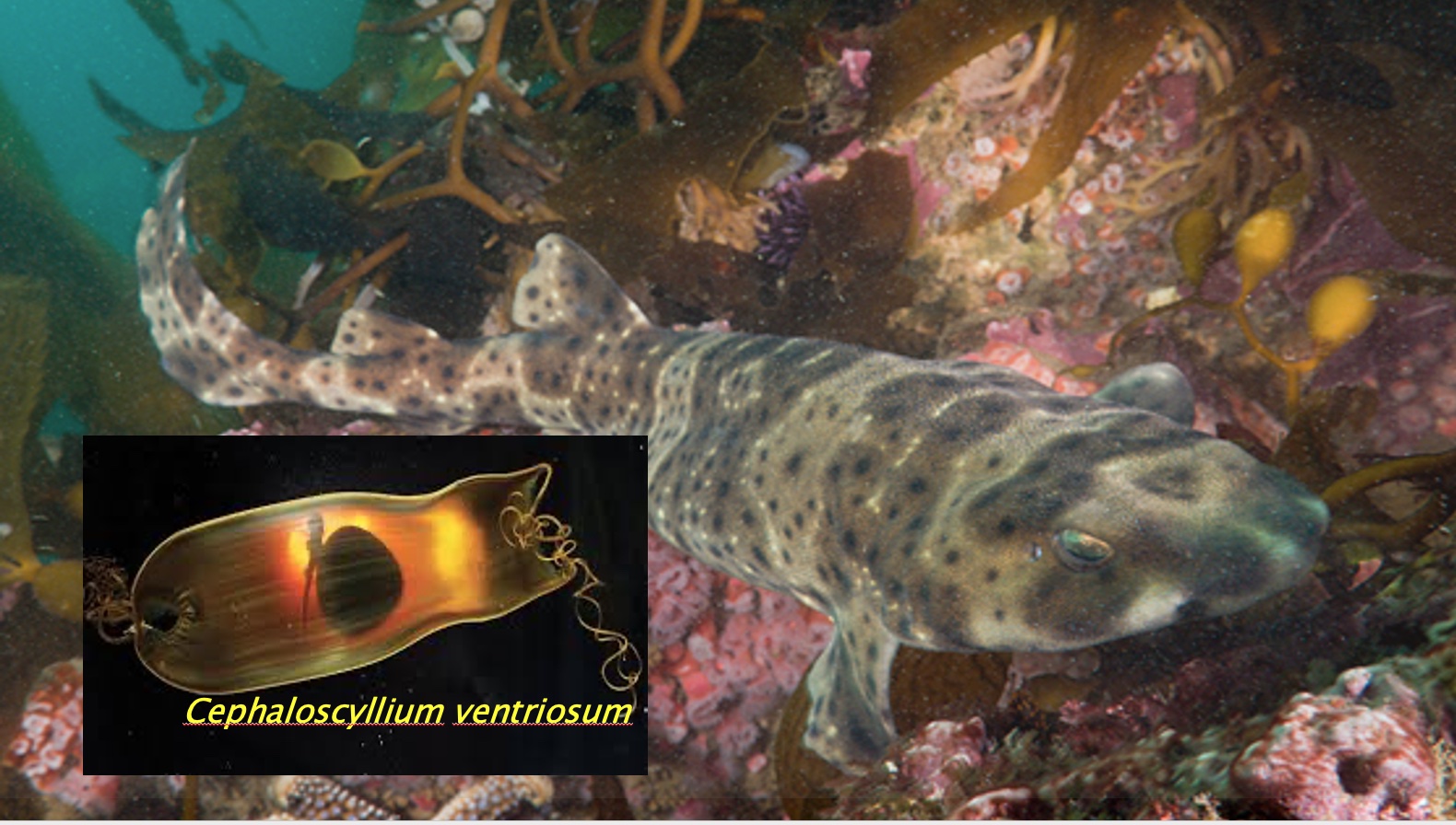 Swell shark and case