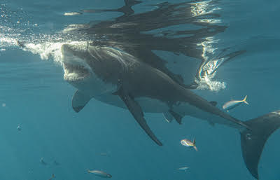 Blaze Anderson shark