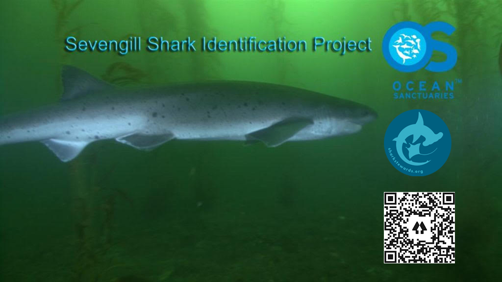 SevenGillProjectPoster