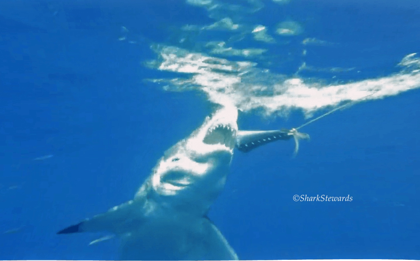 White shark feeding copy