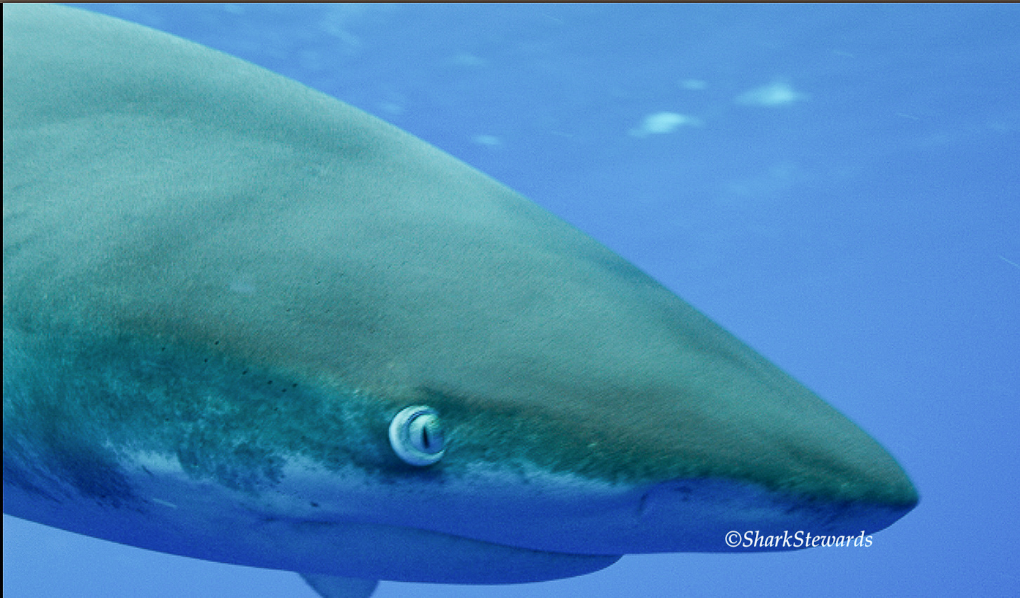 Oceanic whitetip shark close