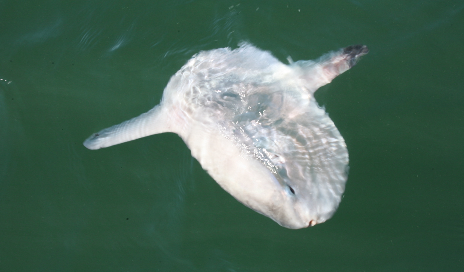 sunFish on ocean surface