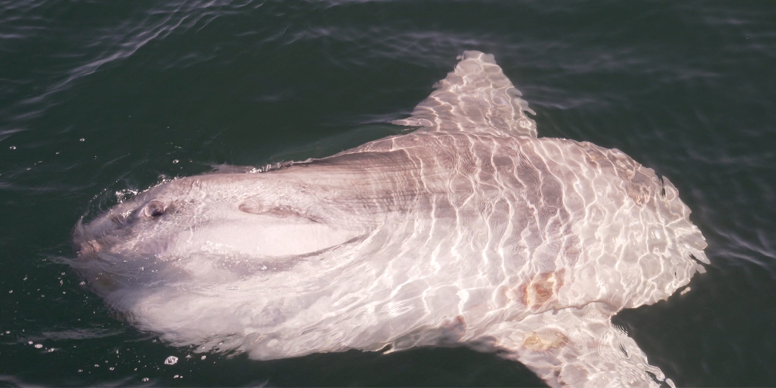 Molamola Cookie Cutter