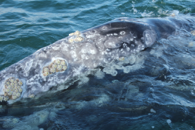 Grey Whale 2