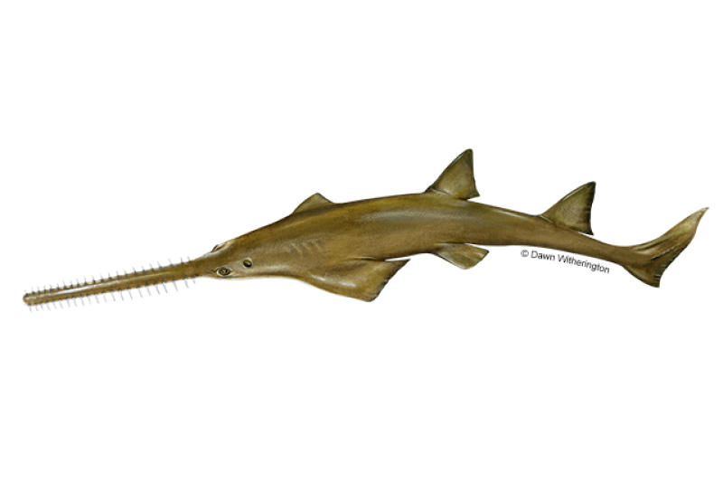 640x427 Sawfish Smalltooth Markeddw 0