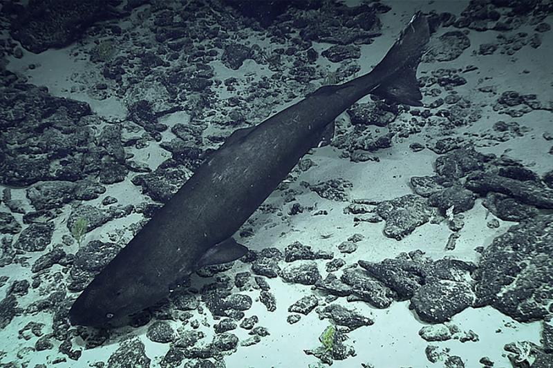 900x600 Pacific Sleeper Shark Deep