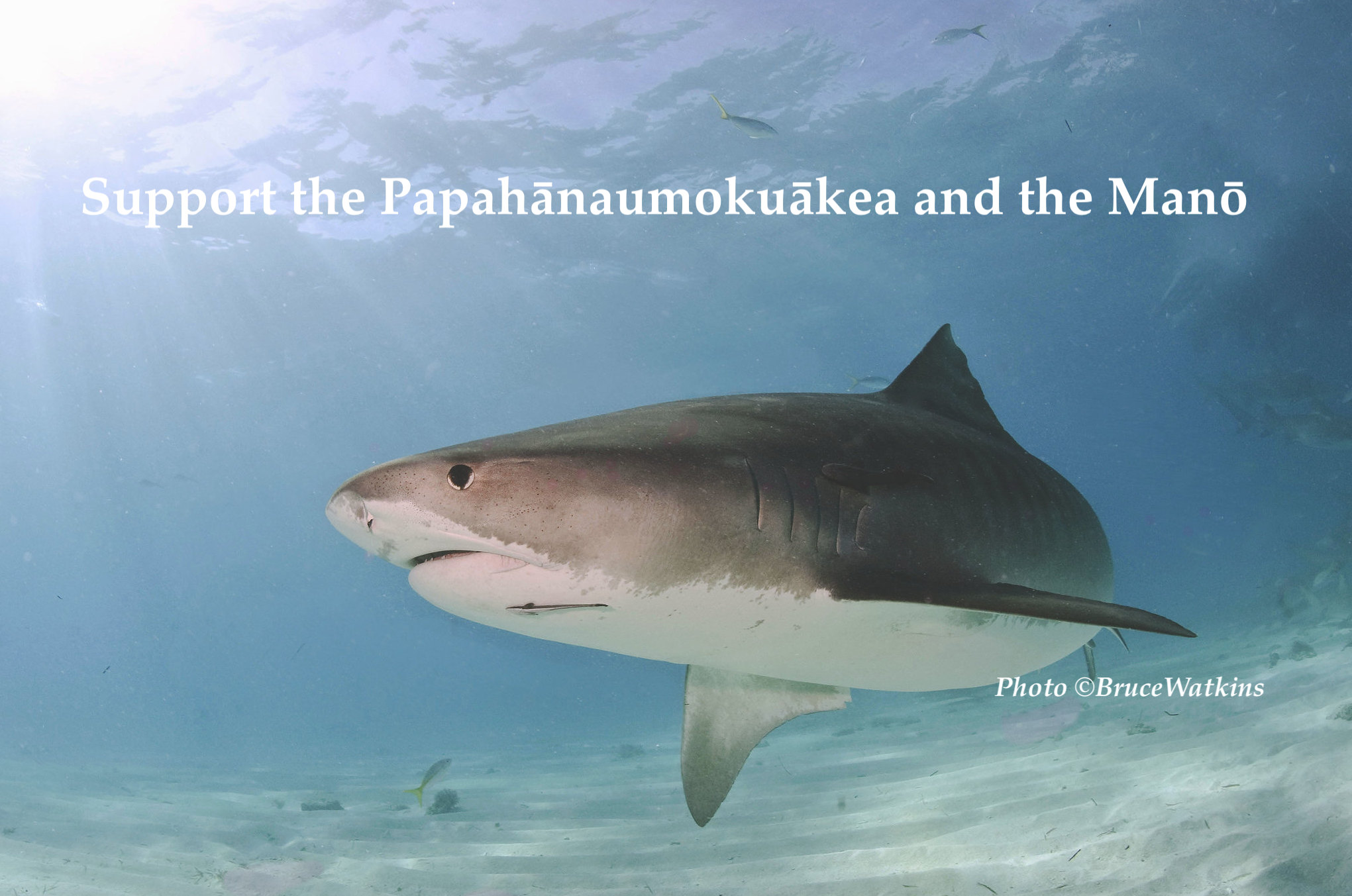 Shark Stewards Newsletter May 08, 2024