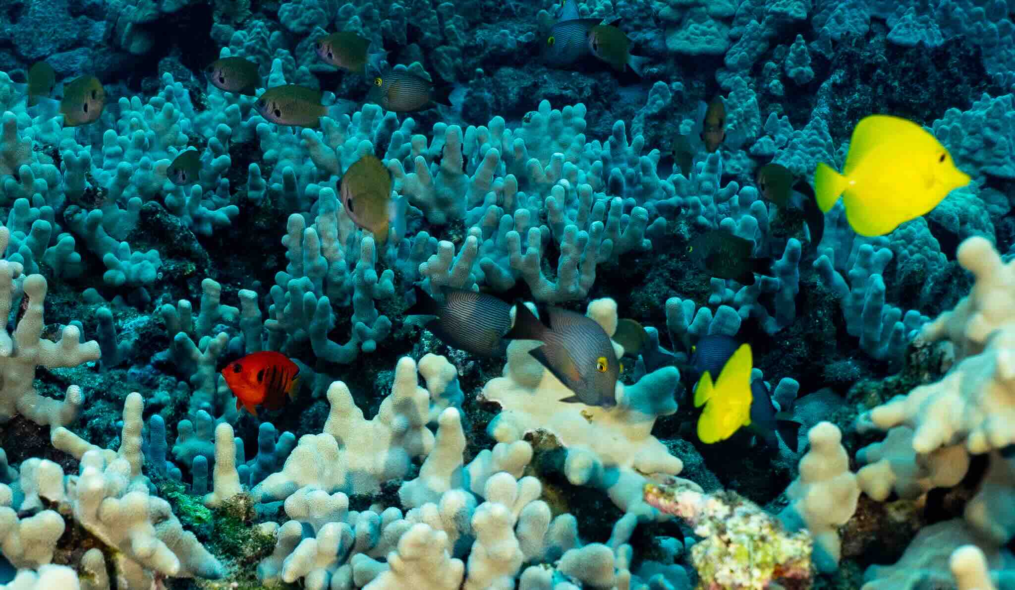 Reef Fish and coral