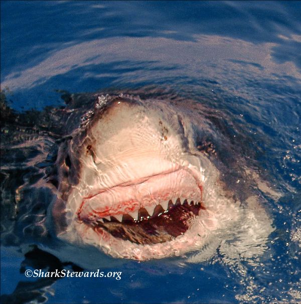White Shark Smile