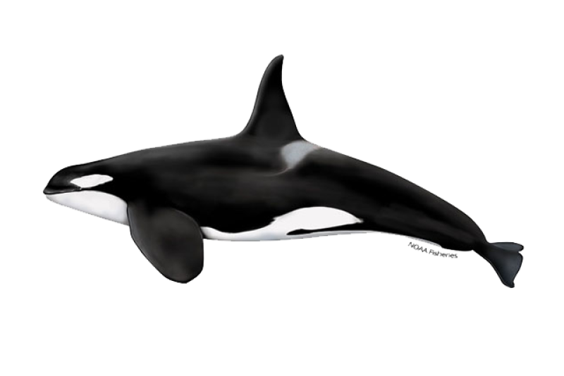 640x427 Killer Whale