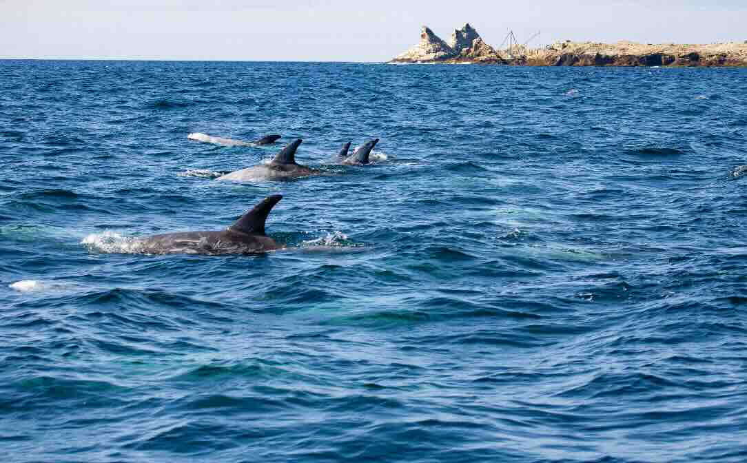 Rissos Dolphins