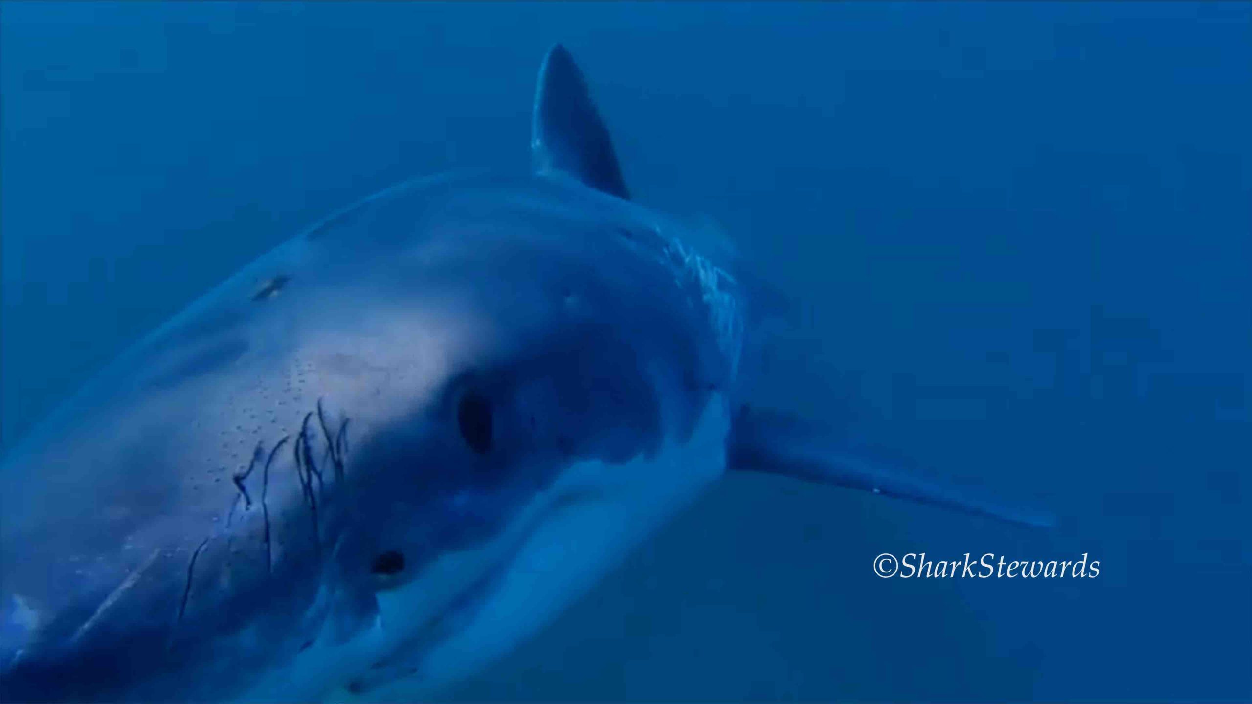 White Shark Smile Sefi