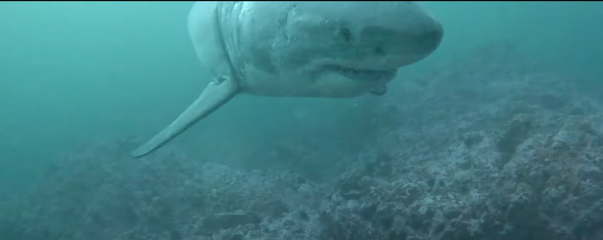 White Shark Youtube