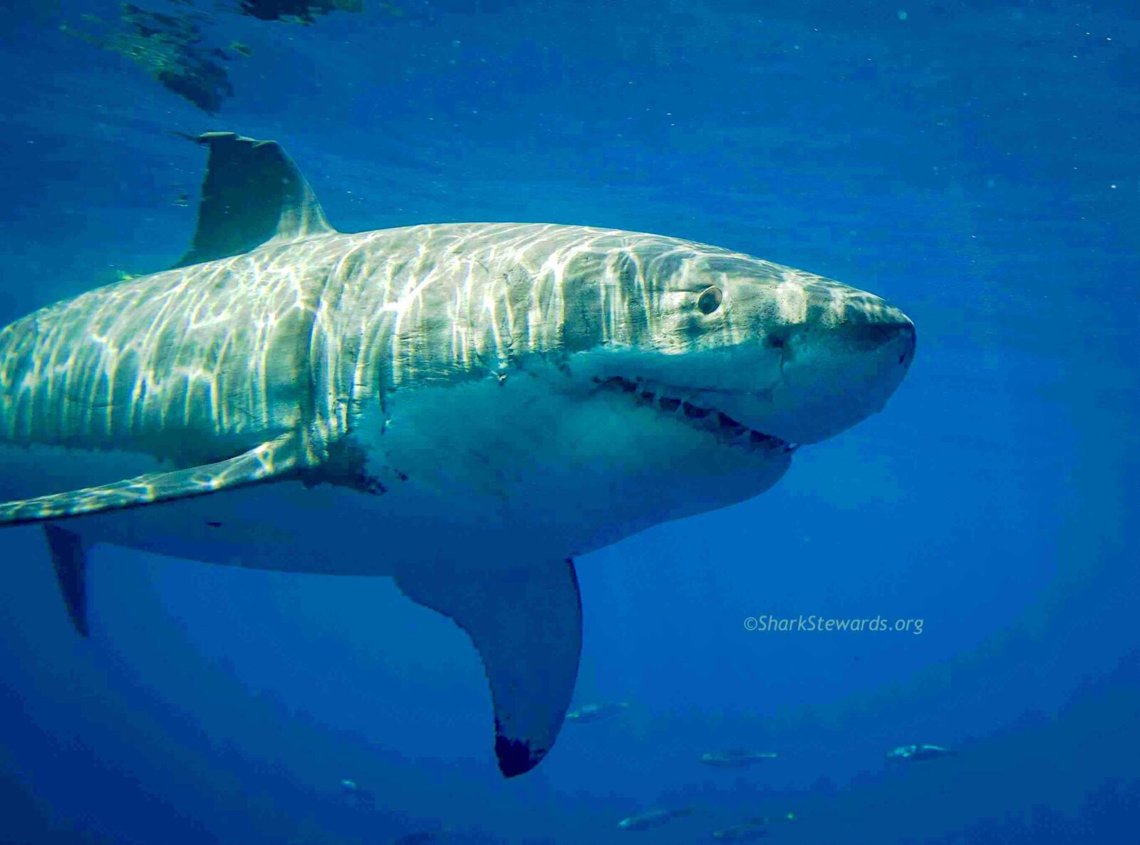 White Shark Smiley Cr