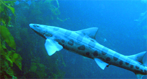 Leopard shark swimming near kelp